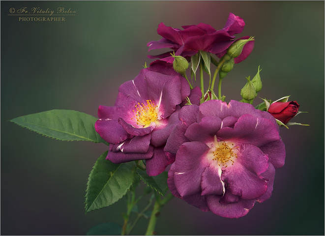 Rhapsody In Blue