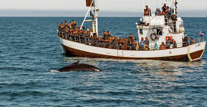 Iceland 07-2016 whales watching