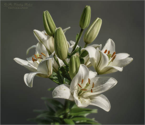 Lilium
