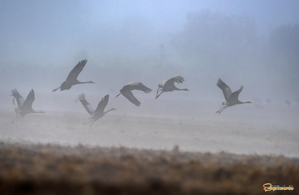 Летящие осенью журавли. Птицы улетают. Журавли и туман. Птицы над полем.