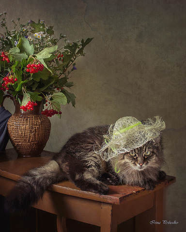 И у котов бывает бабье лето