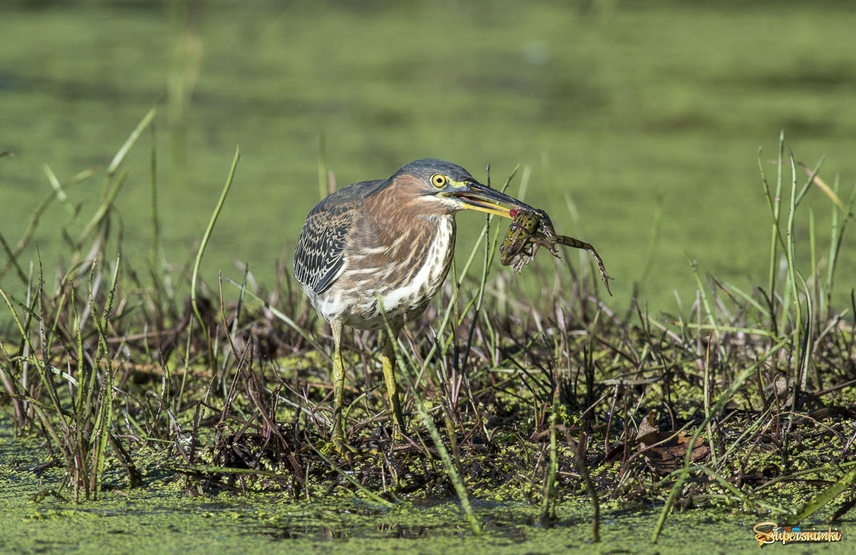 Green heron with a snack ( Leopard frog )