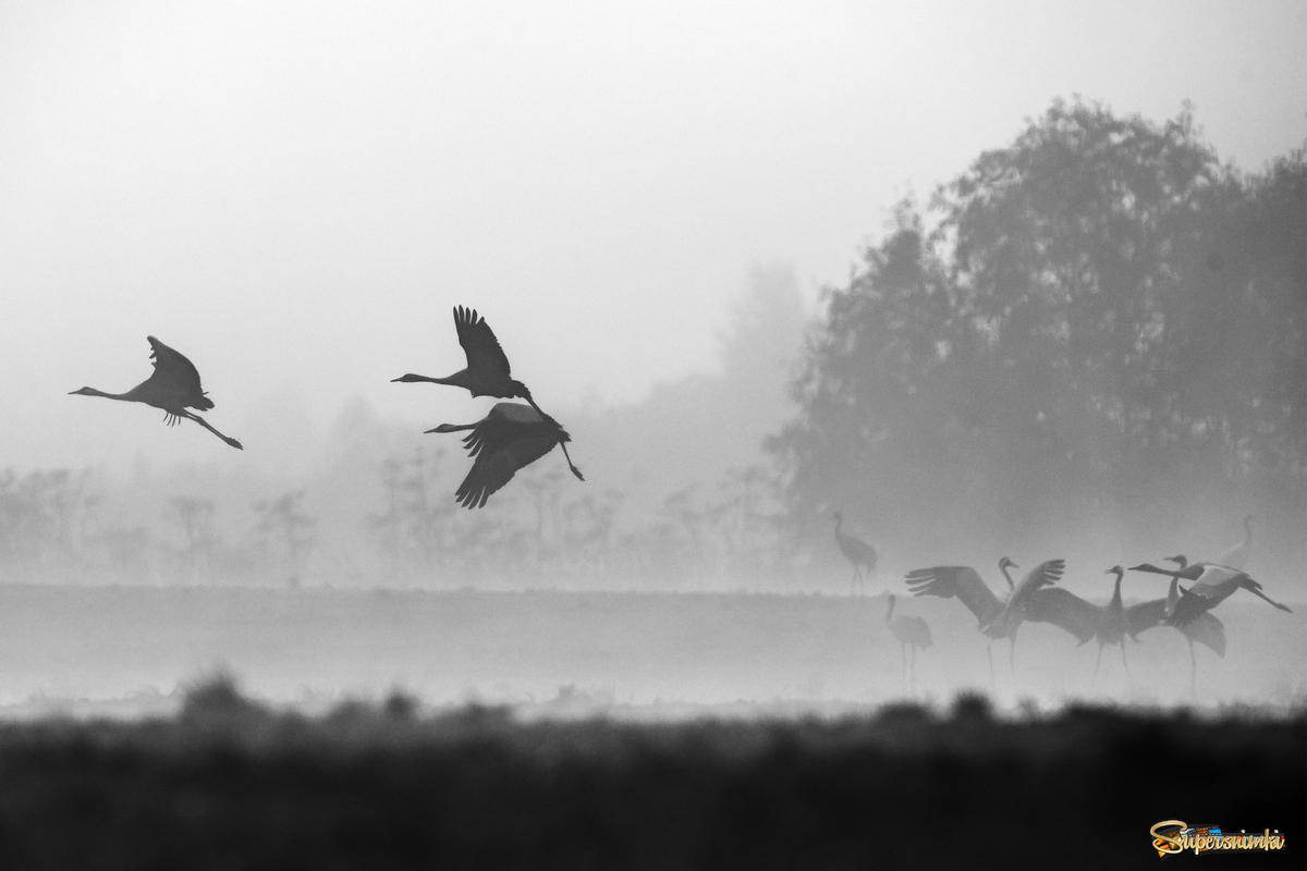 Песня серое утро. Птицы улетают. Стая птиц. Птицы в тумане. Стая журавлей в небе.