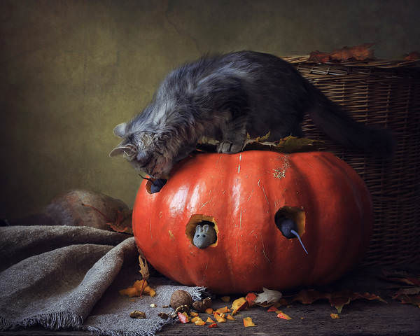 Кошки-мышки