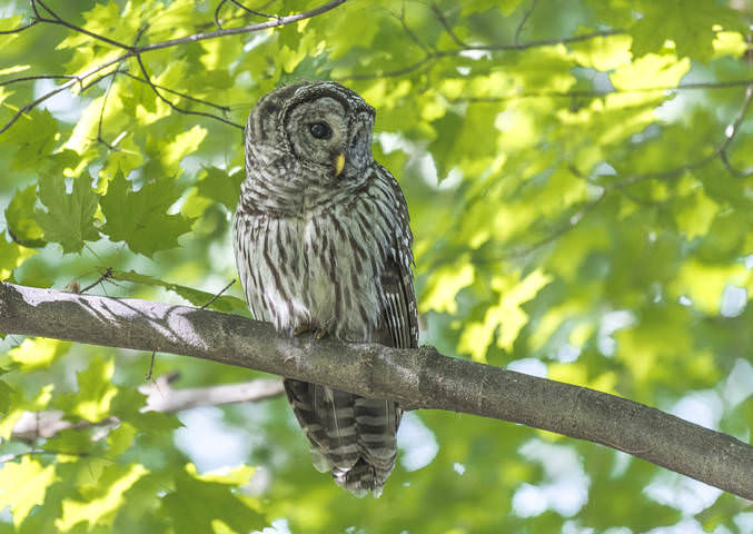 Barred Owl ~ Пёстрая неясыть