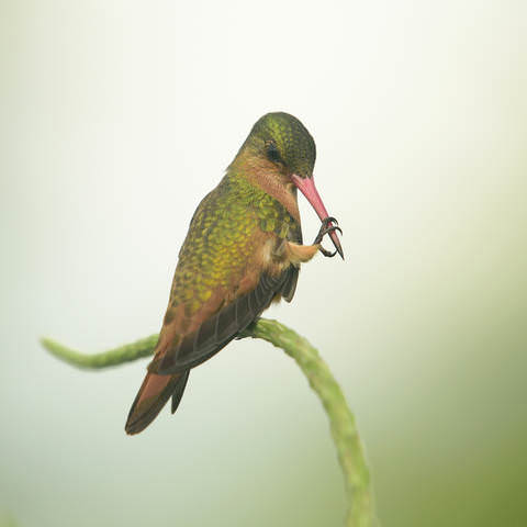 Cinnamon hummingbird