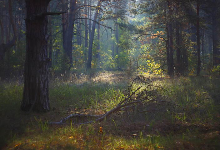 В лесу