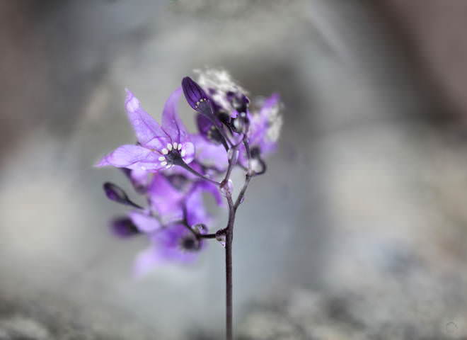 Purpa
