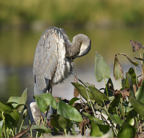 Great Blue Heron