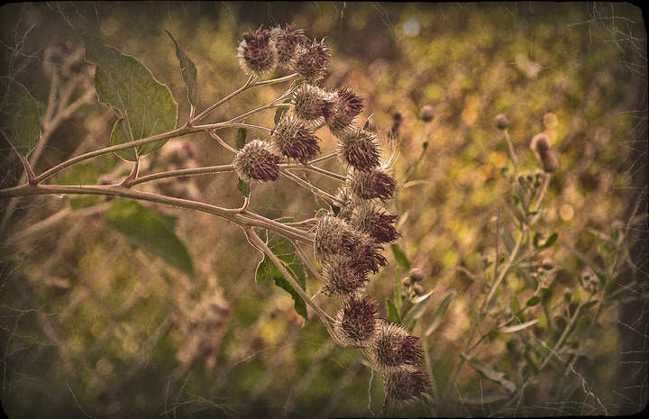 Arctium lappa