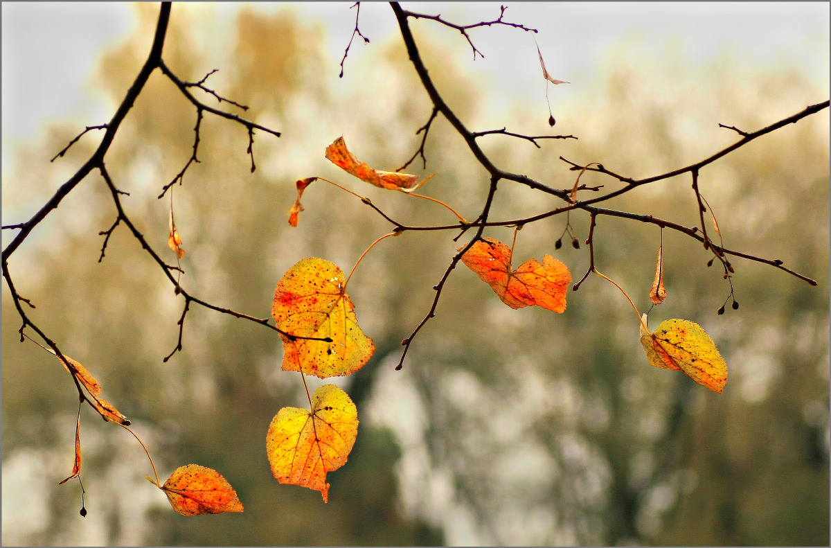 Пусть годы летят, но светится взгляд, и листья над нами шумят......