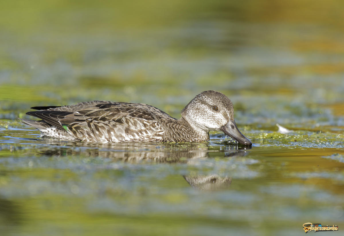 Green-winged teal-Зеленокрылый чирок (female)