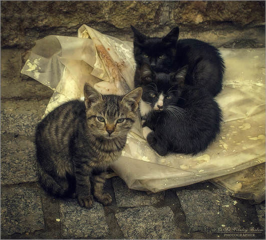 Брошенные котята