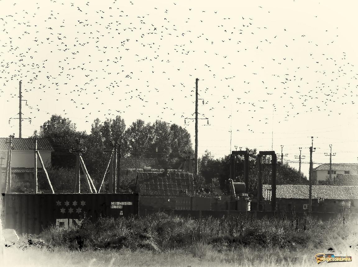 Птицы над городом