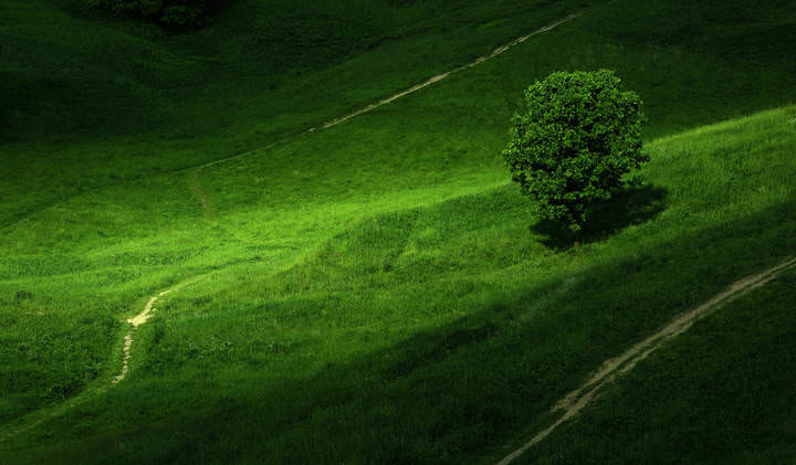 tree