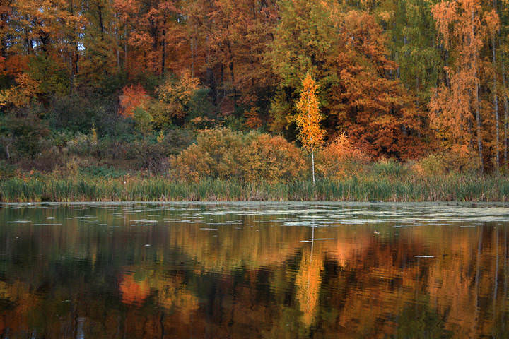Невеста Осень