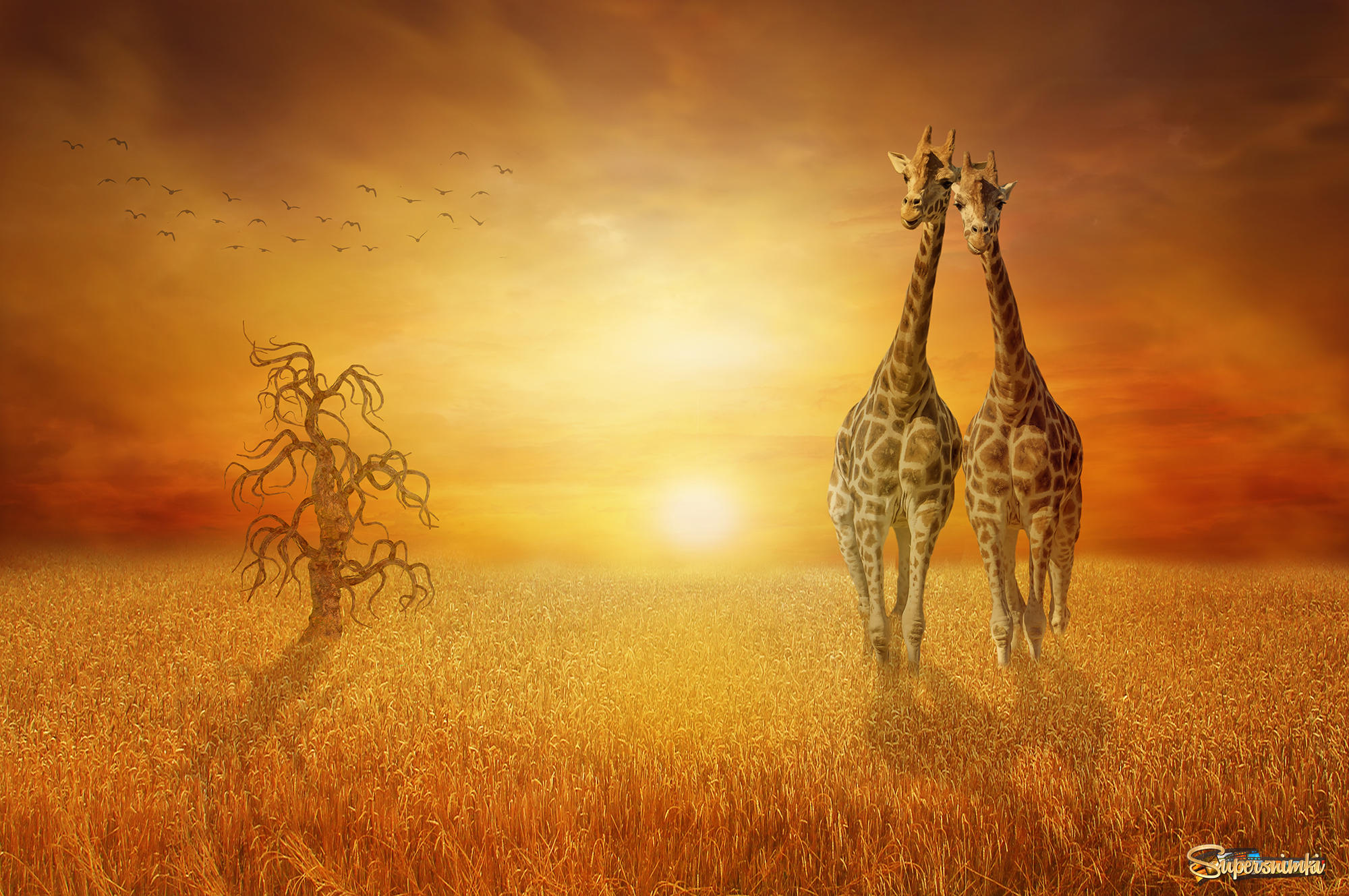 Жирафы, ходить через поле пшеницы