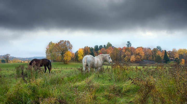 Provincial habitat (Transparent Autumn)