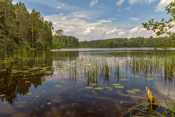 Озеро лесное