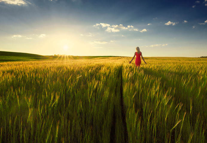 sunny field