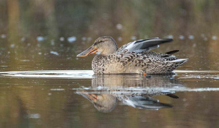Northern Shoveler (female)
