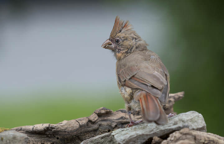 Juvenile Northern Cardinal (female)