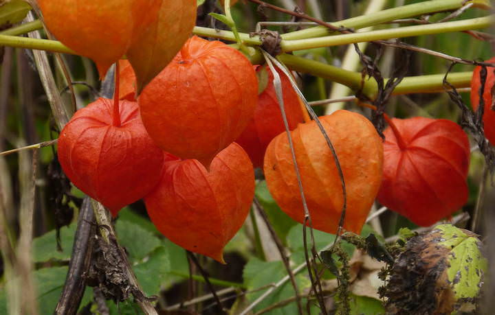 и снова - физалис..