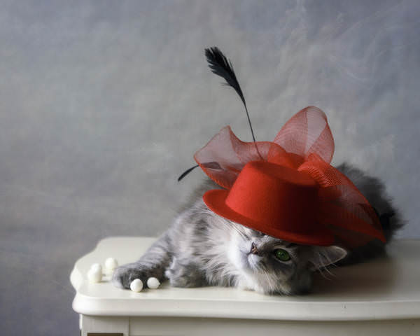 Котомодель