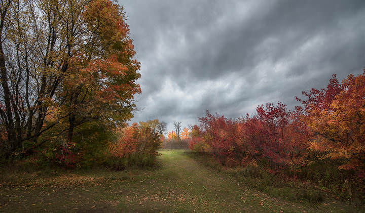 Transparent Autumn