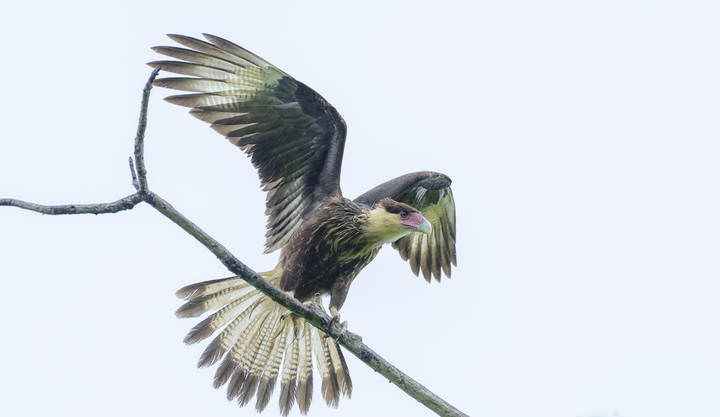 Northern crested caracara