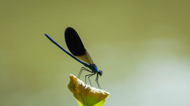  Odonata