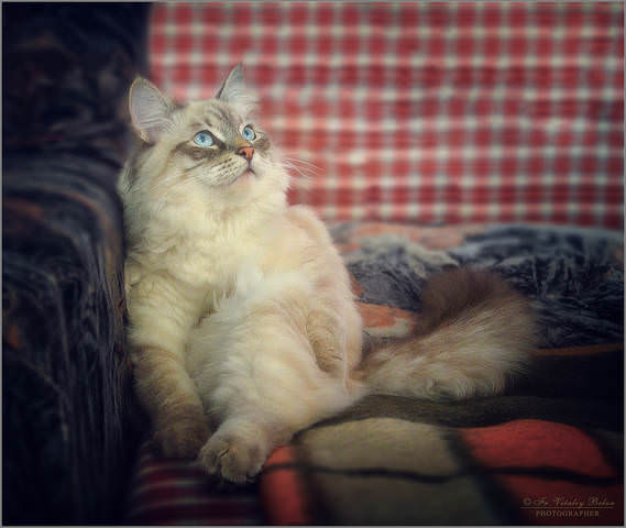 Наблюдательница