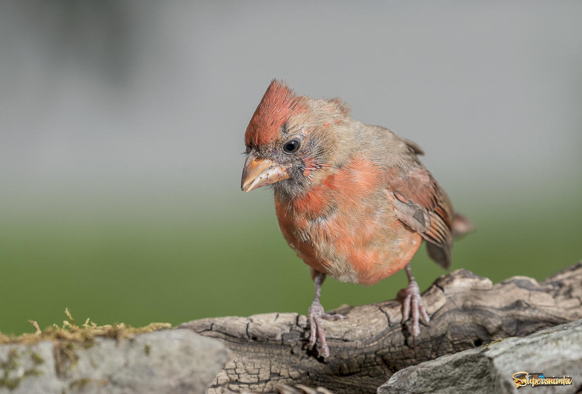 Juvenile Northern Cardinal (male)