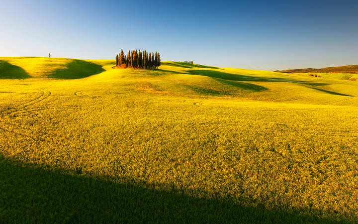 cypress trees
