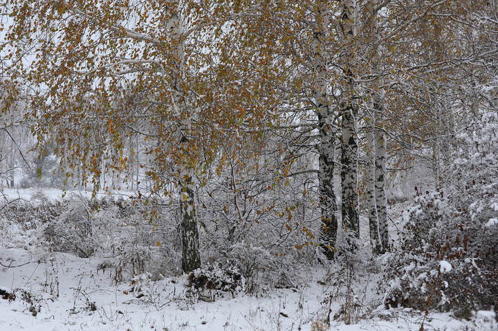  Осенний снег