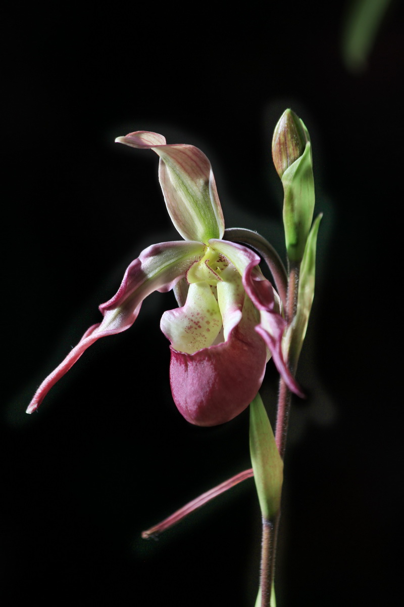 Орхидея рода циприпедиум, Венерин башмачок