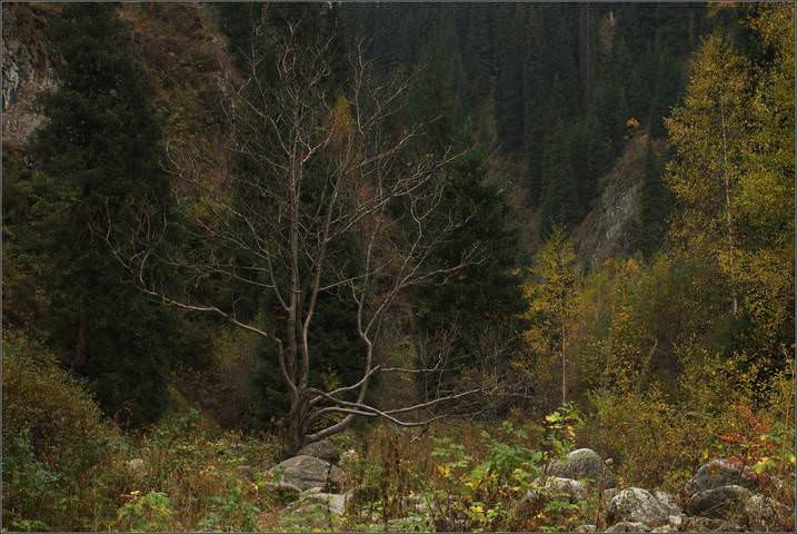 Заколдованный лес.
