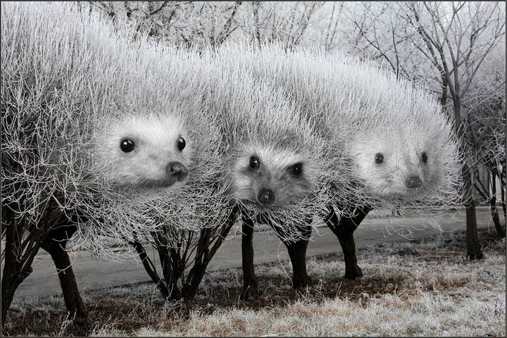 Ёжики