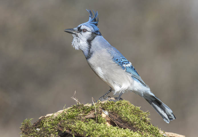 Blue Jay- Голубая Сойка