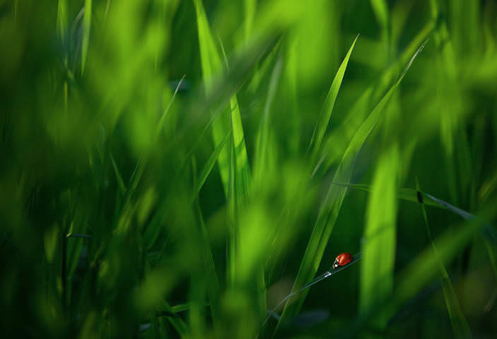 ladybug