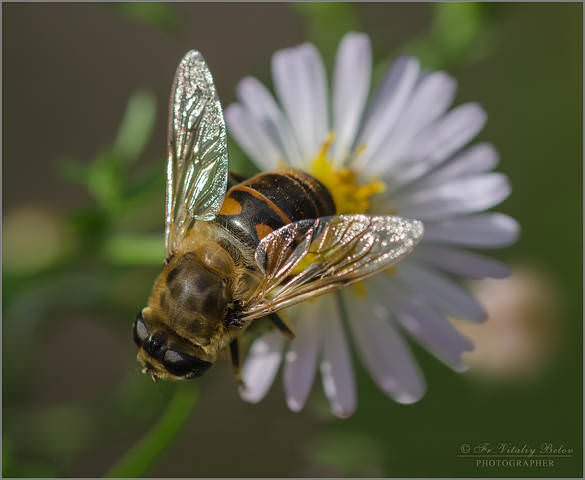 Eristalis tenax