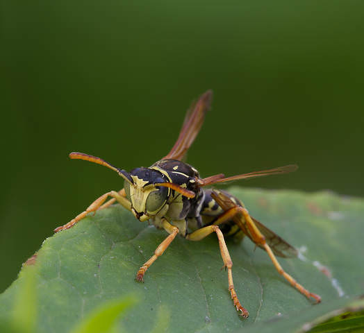 Polistes nimpha
