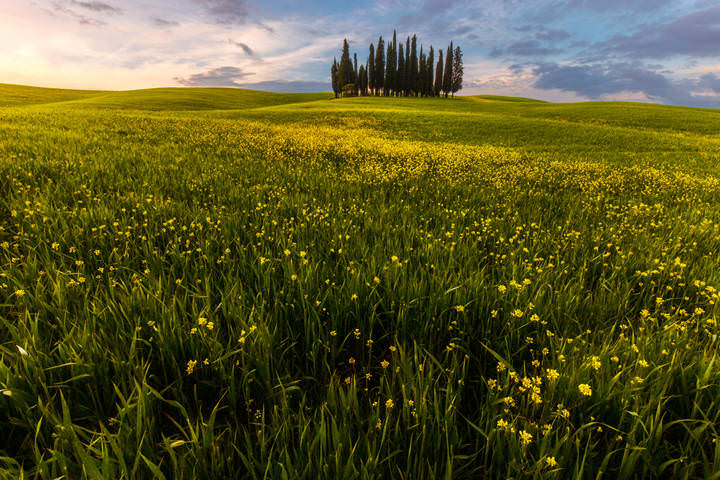 cypress trees