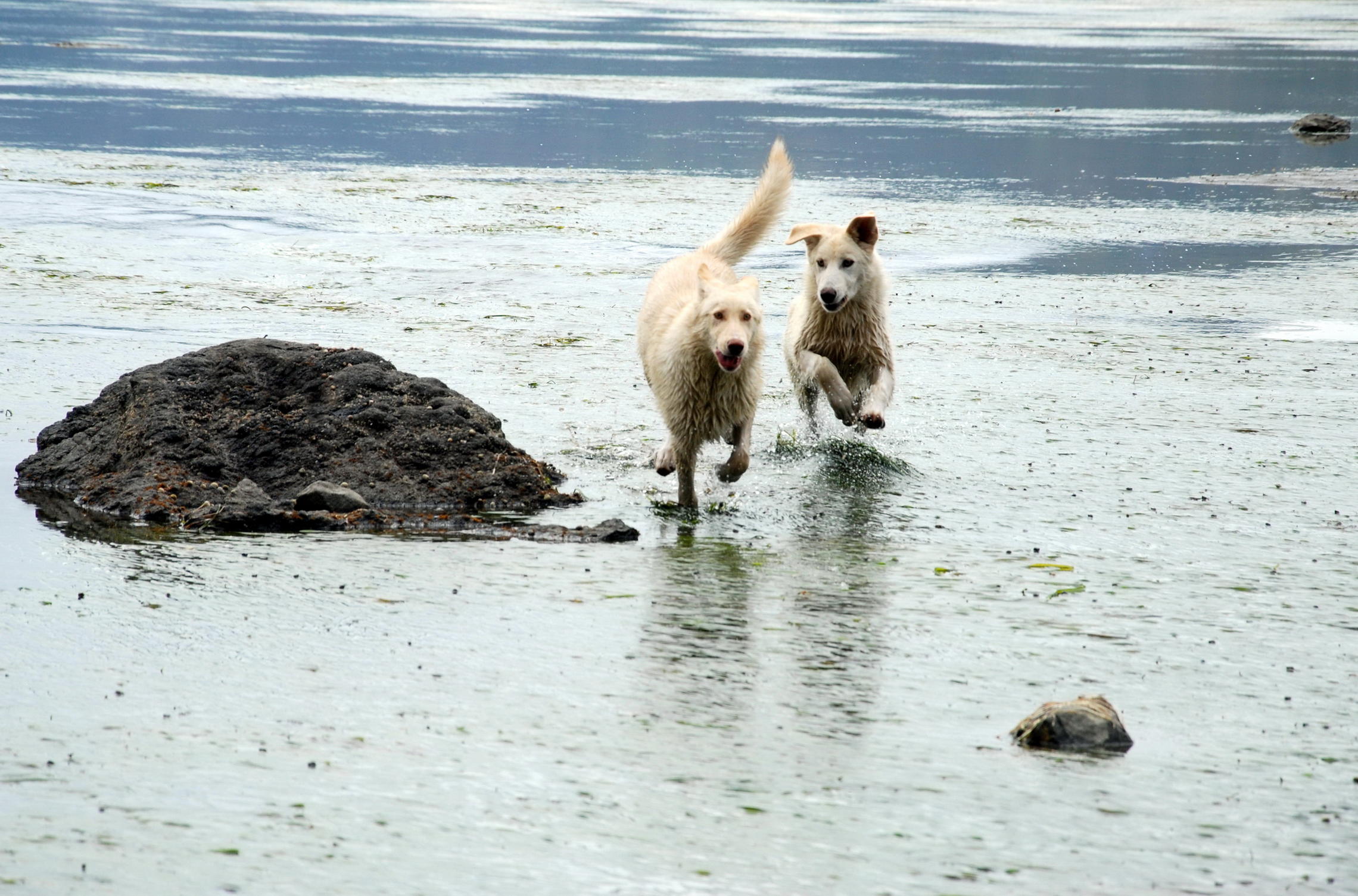 Игрища собачьи в бухте Тихой