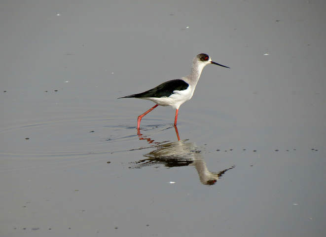 ХОДУЛОЧНИК (Himantopus himantopus) 