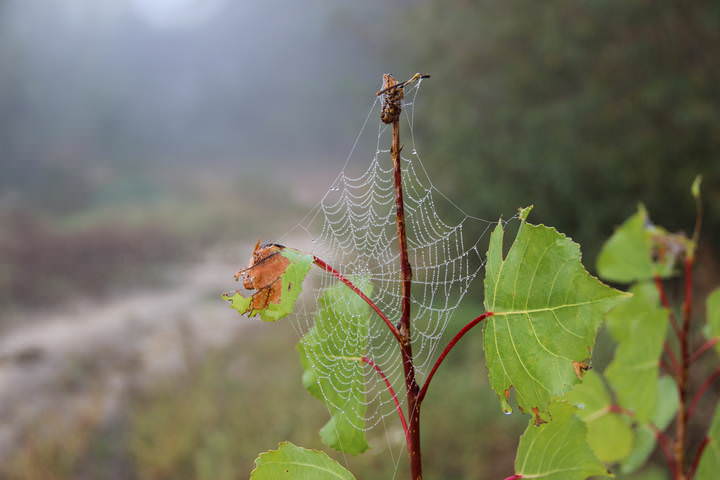 Паутина
