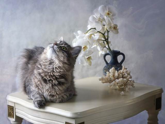 Я мечтала о морях и кораллах