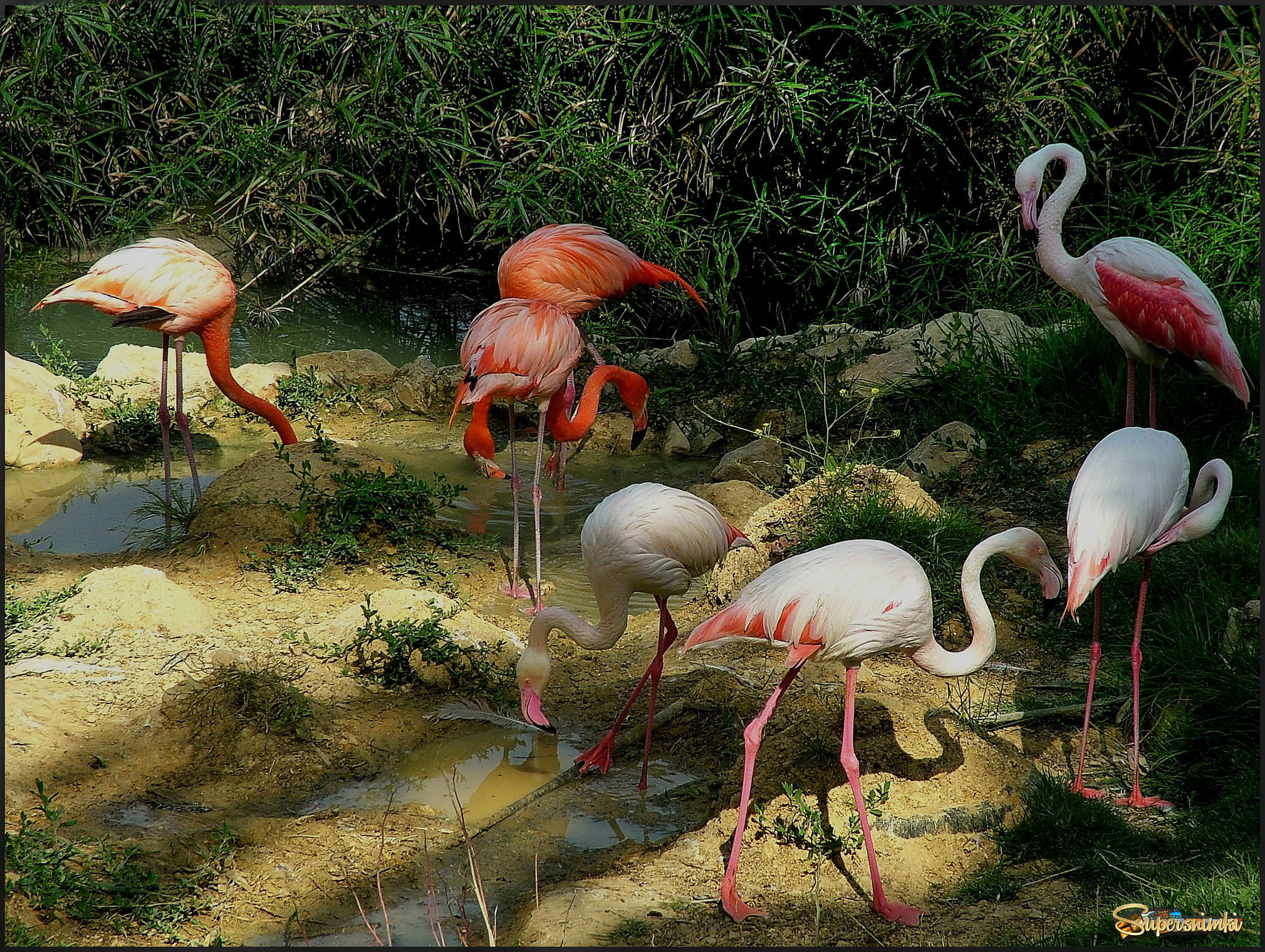 Фламинго живут на болоте..
