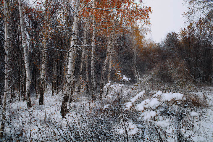белое, черное, немного желтого