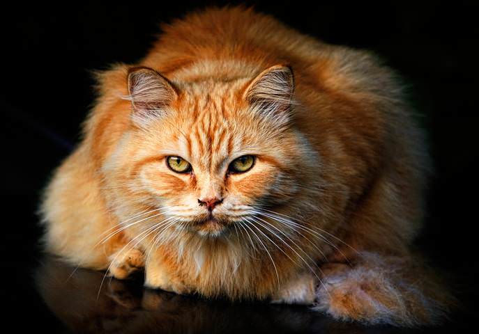 Simply red